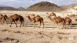 Oman Scuba Diving Holiday. Luxury Oman Aggressor Liveaboard. Camels.